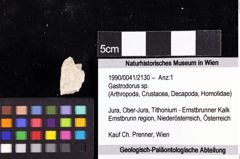 Foto (Objket + Etiketten) von Gastrodorus sp. 